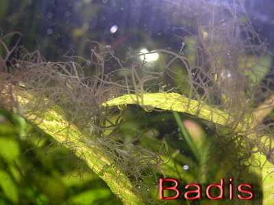 bartalgen.jpg