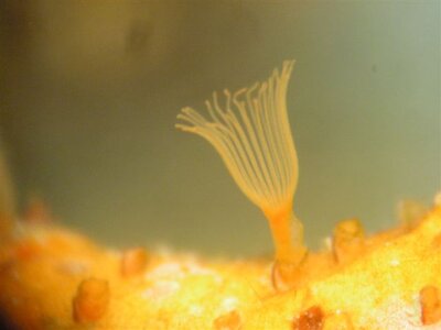 Myriapora truncata07.JPG