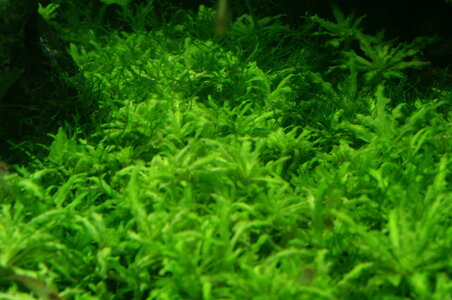 PICT0475.JPG