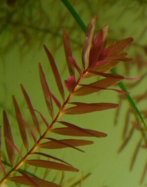 rotala_indica_k.jpg