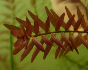 rotala_indica_k2.jpg