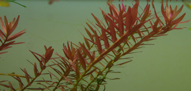 rotala_indica_k4.jpg