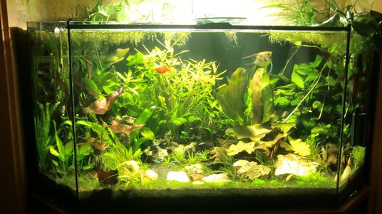 Aquarium 1 (39).jpg