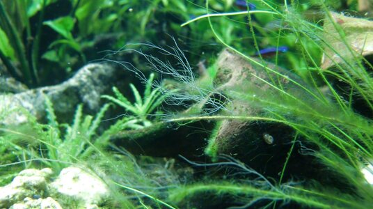 Aquarium 1 (24).jpg