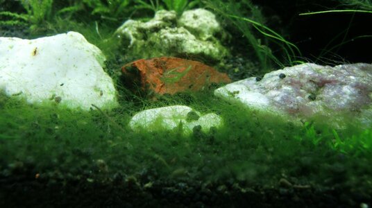 Aquarium 1 (26).jpg