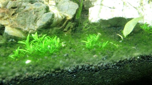 Aquarium 1 (28).jpg