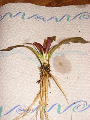 P2_17_12_10.JPG