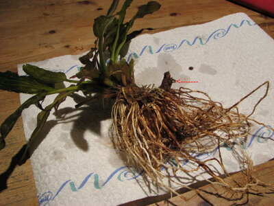 P1_17_12_10.JPG