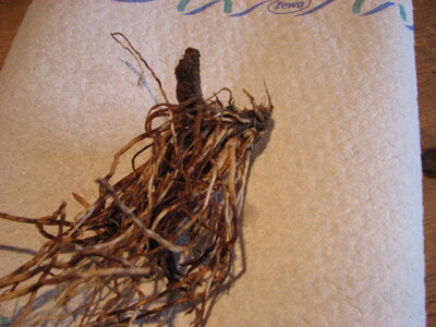 P1_18_12_10.JPG