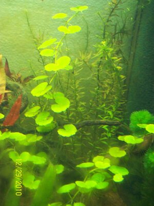 100_0241.jpg