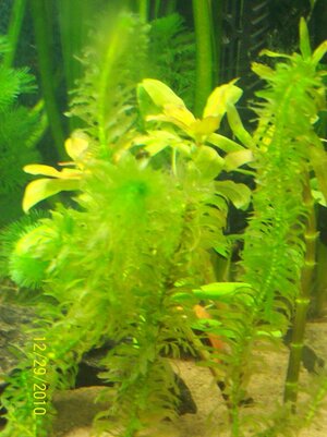 100_0242.jpg