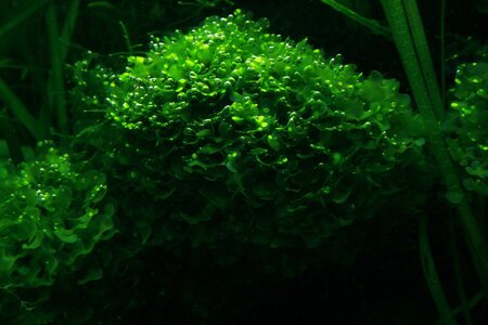 Lomariopsis lineata.JPG