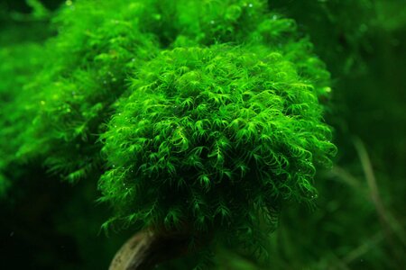 Fissidens fontanus.JPG
