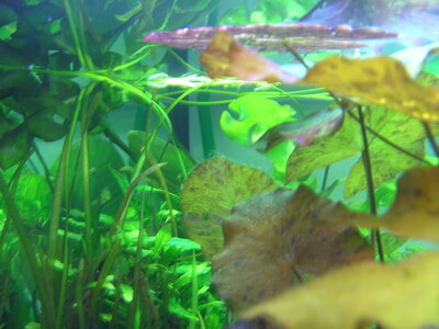 PICT01.JPG