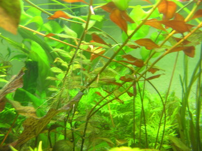 PICT03.JPG