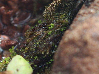climacium.japonicum.21.02.28.1.jpg