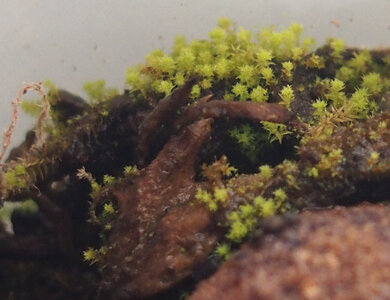 climacium.japonicum.21.02.28.2.jpg