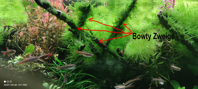 bowty01.jpg bowty01.jpg