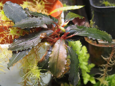 bucephalandra.spec.theia.23.21.04.18.1.jpg