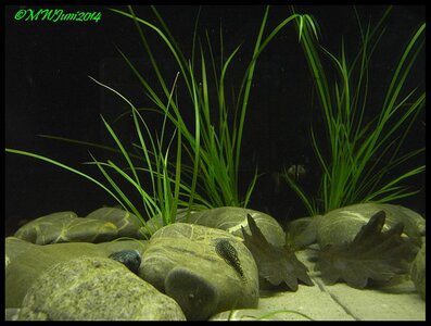 Flossensauger5.jpg Flossensauger5.jpg