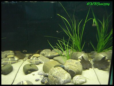 Flossensauger6.jpg Flossensauger6.jpg
