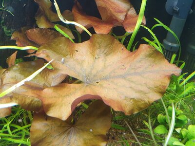 Nymphaea lotus rot, 01.1.jpg Nymphaea lotus rot, 01.1.jpg