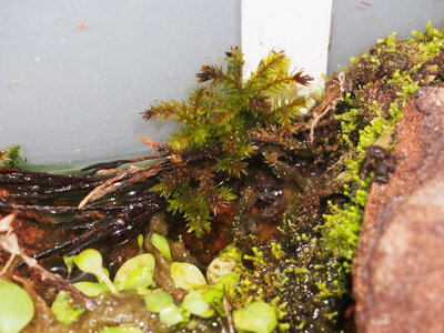 climacium.japonicum.21.06.27.1.jpg
