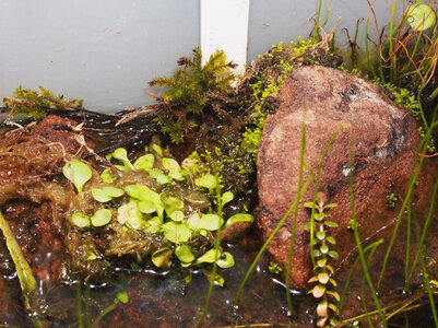 climacium.japonicum.21.06.27.2.jpg