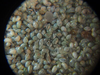 muschelkrebse.schale.3.jpg