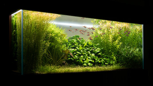Aquarium 28.06.2021.jpg