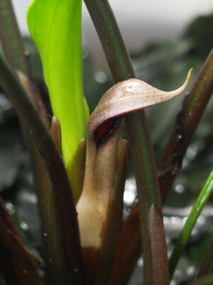 c.vietnamensis.21.07.09.1.jpg