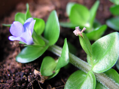 Bacopa 21.07.2021-1.jpg