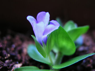 Bacopa 21.07.2021-2.jpg