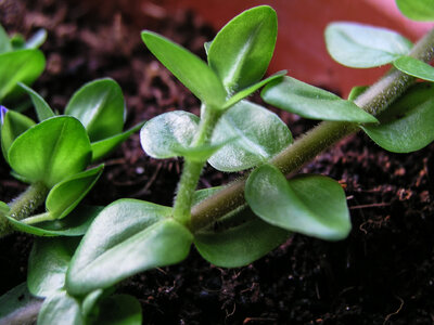Bacopa 21.07.2021-3.jpg