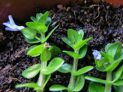 Bacopa 21.07.2021-4.jpg
