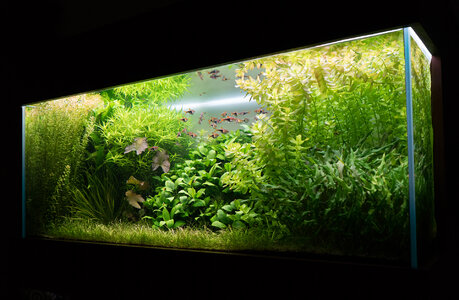 Aquarium 30.07.2021-1.jpg