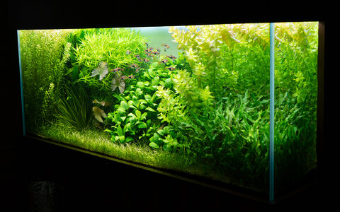 Aquarium 30.07.2021.jpg