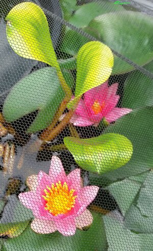 Topfteich Eichhornia2.jpg Topfteich Eichhornia2.jpg