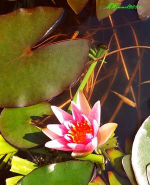 Topfteich1 Nymphaea Rubra Yl 5.9.jpg Topfteich1 Nymphaea Rubra Yl 5.9.jpg
