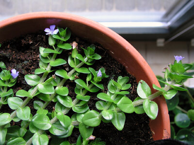 Bacopa caroliniana 02.08.2021.jpg