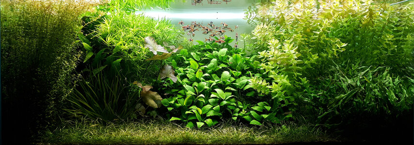 Aquarium 06.08.2021.jpg