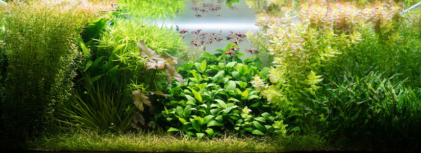 Aquarium 13.08.2021-1.jpg