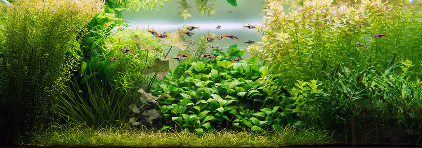 Aquarium 26.08.2021-2.jpg