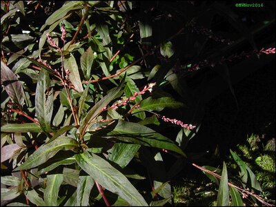 Persicaria Sao Paulo3.jpg Persicaria Sao Paulo3.jpg