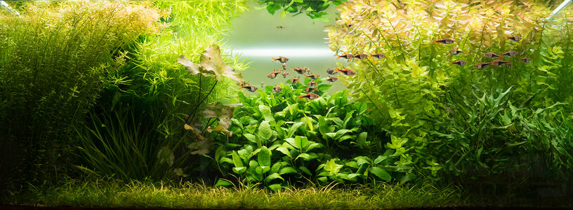 Aquarium 09.09.2021-2.jpg