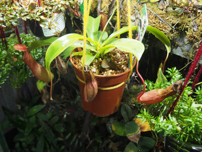 eiche.hobel.nepenthes.21.09.12.1.jpg