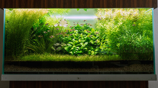 Aquarium Bodengrund 05.10.2021-1.jpg