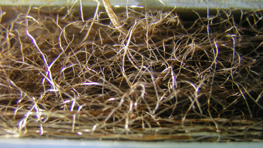 Aquarium Bodenwurzeln Rotala rotundifolia    05.10.2021-3.jpg
