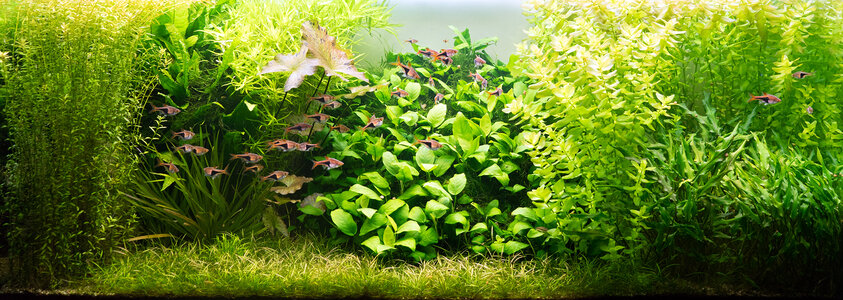 Aquarium 19.10.2021-1 vorher.jpg