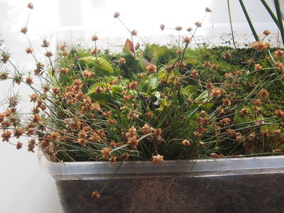 juncus.bulbosus.2.jpg juncus.bulbosus.2.jpg
